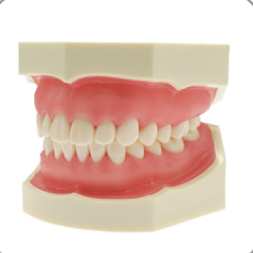 Jingle JG-Y1 — Фантомная челюсть (28 зубов)